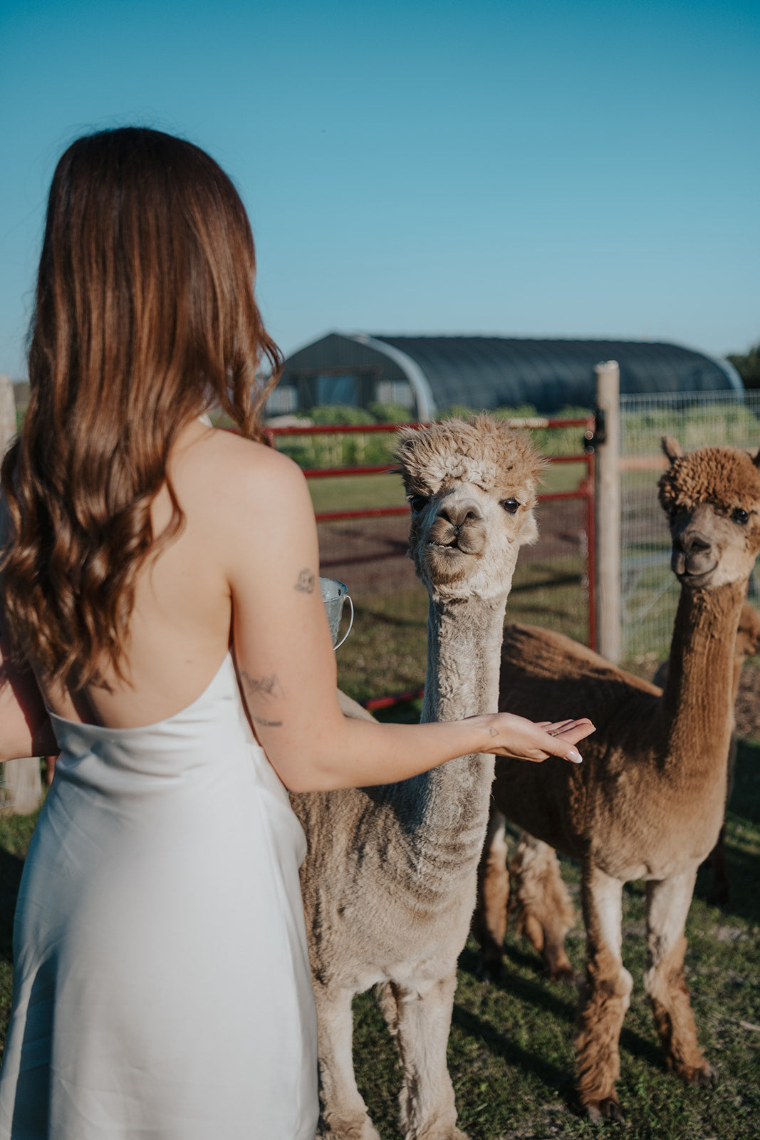 Alpaca Experiences