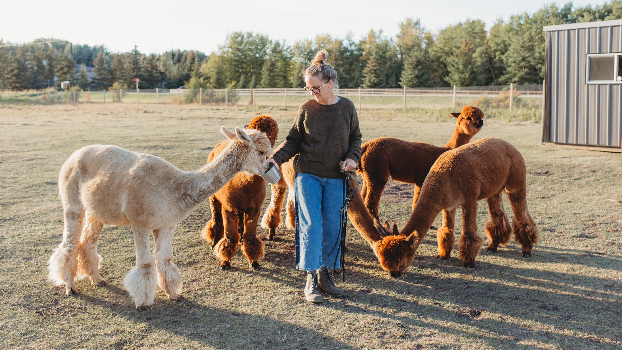 Person interacting with alpacas in an outdoor setting