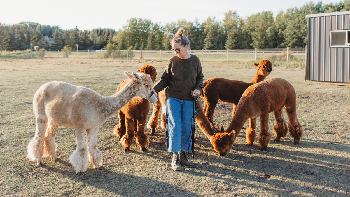 Person interacting with alpacas in an outdoor setting