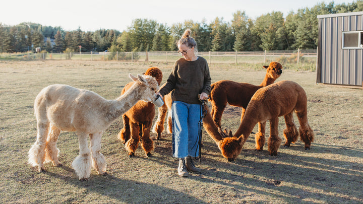 Person interacting with alpacas in an outdoor setting