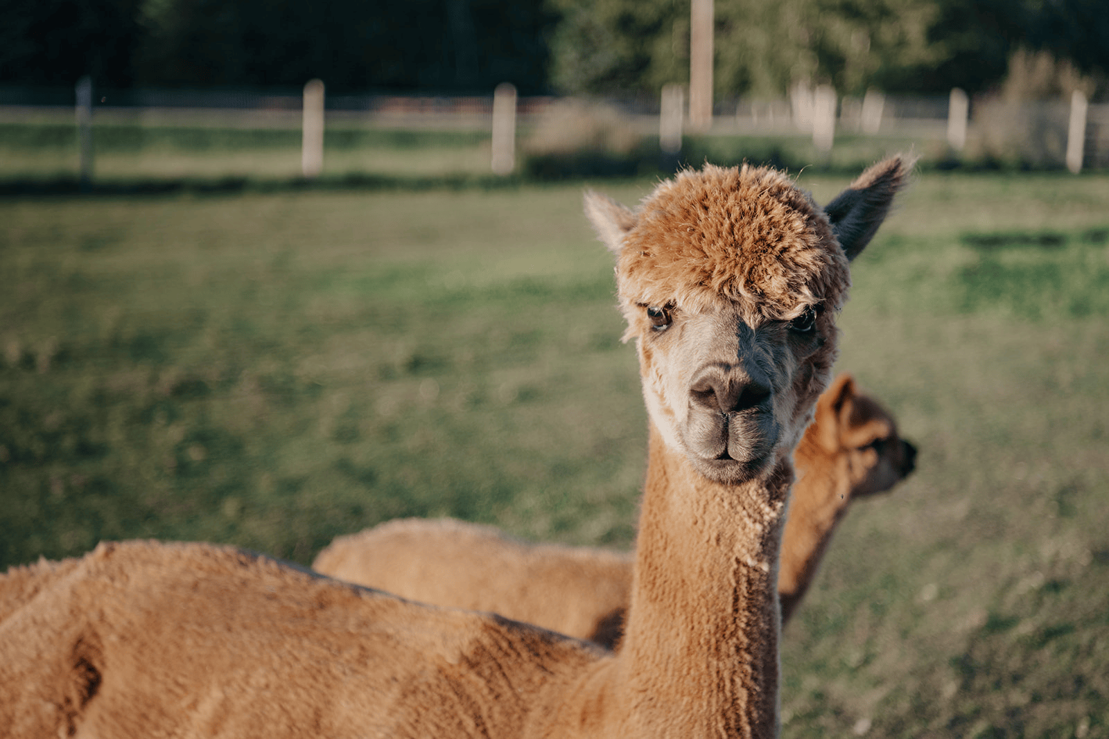 Alpaca Picnic