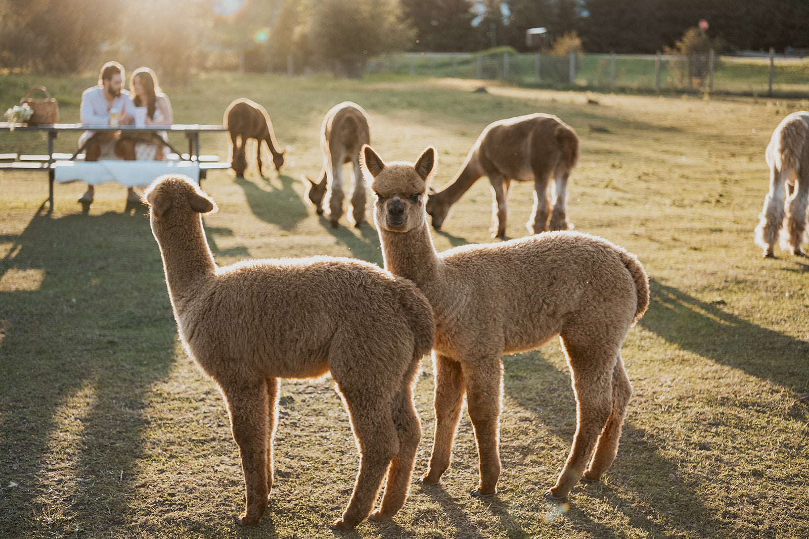 Alpaca Picnic