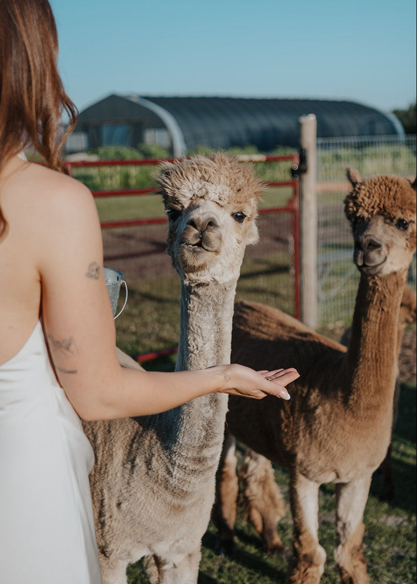 Woman in a light dress interacting with alpacas in an outdoor setting