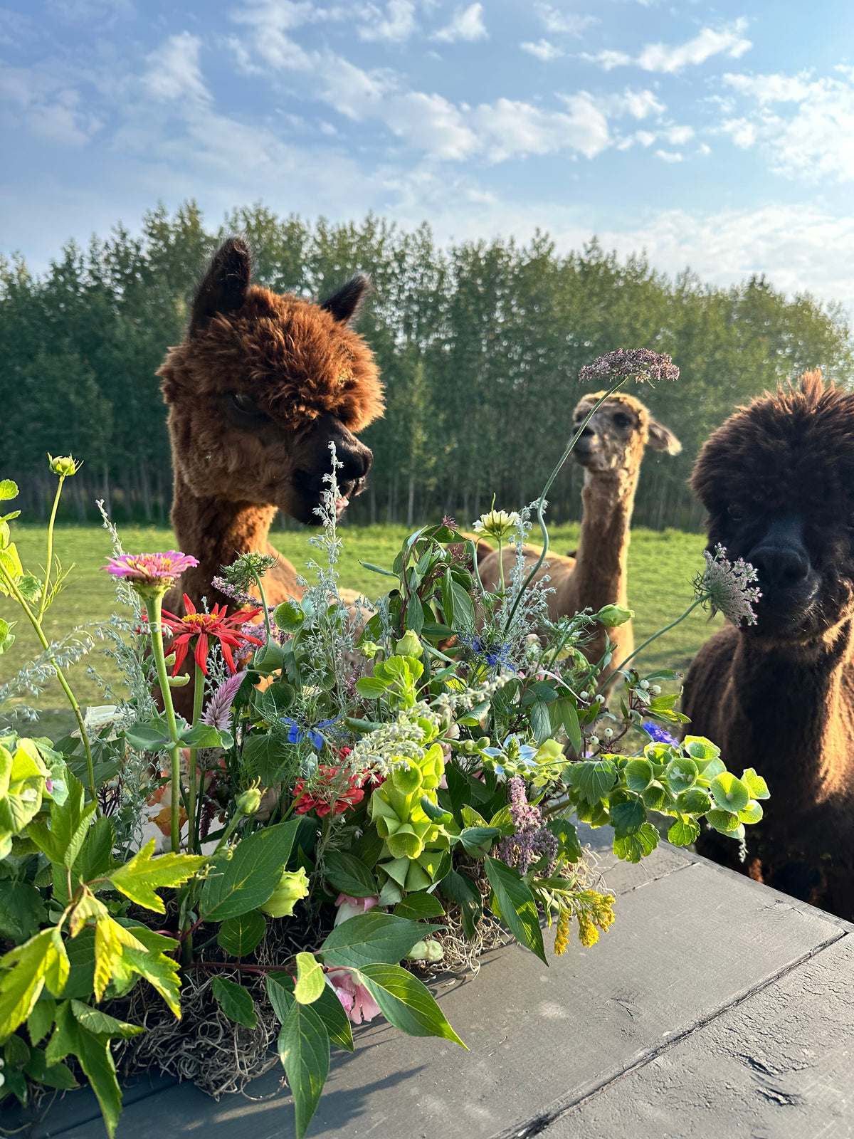 Alpaca Meet and Greet