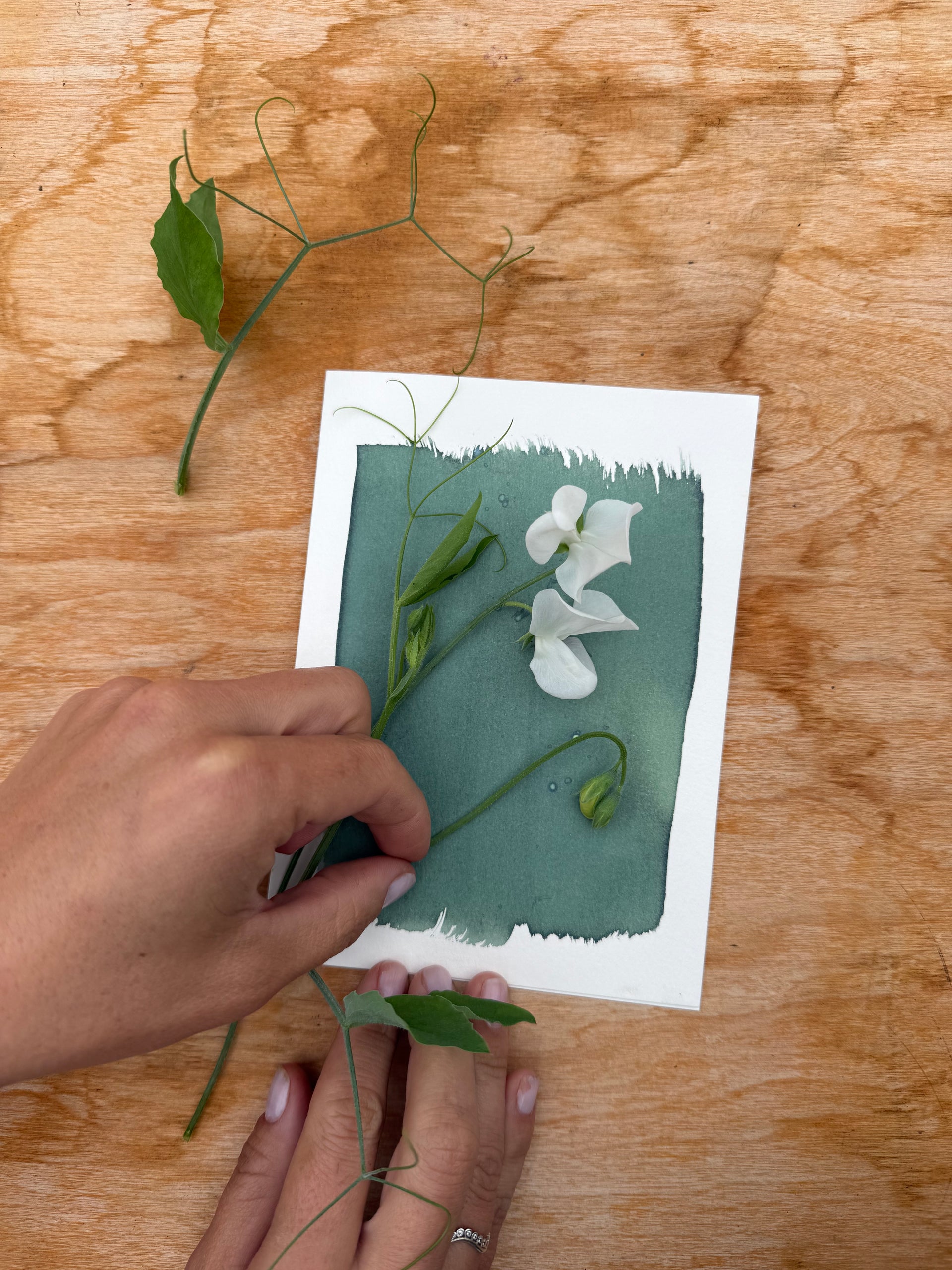 Cyanotype Print Making