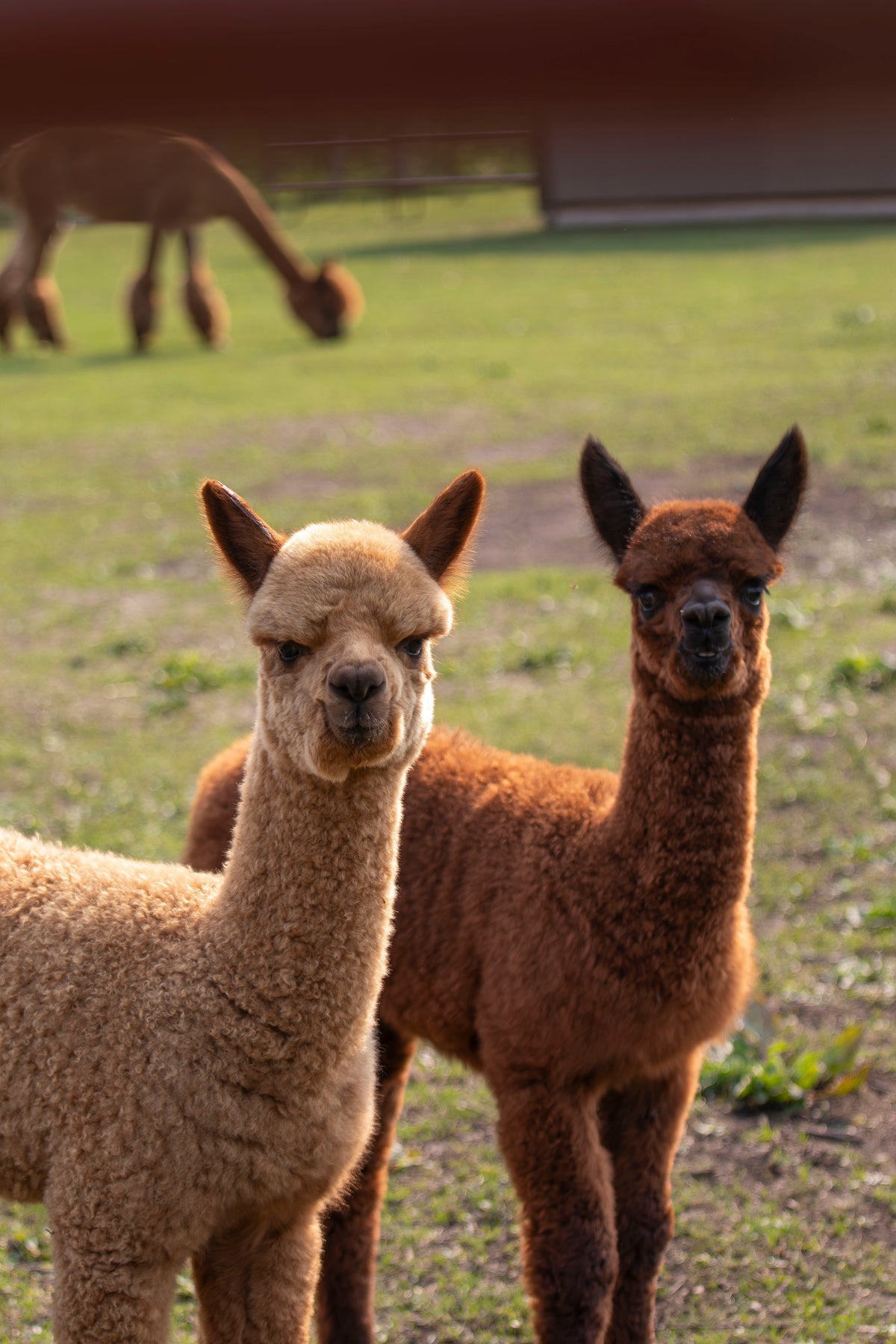 Alpaca Meet and Greet