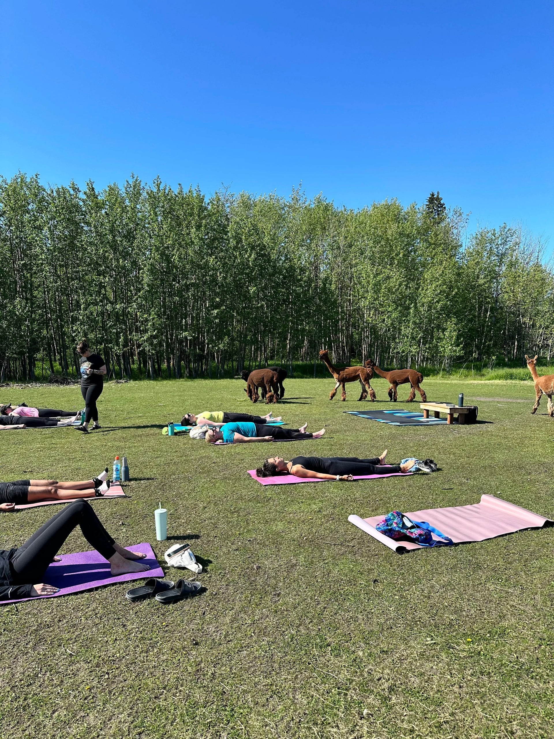 Yoga With The Herd