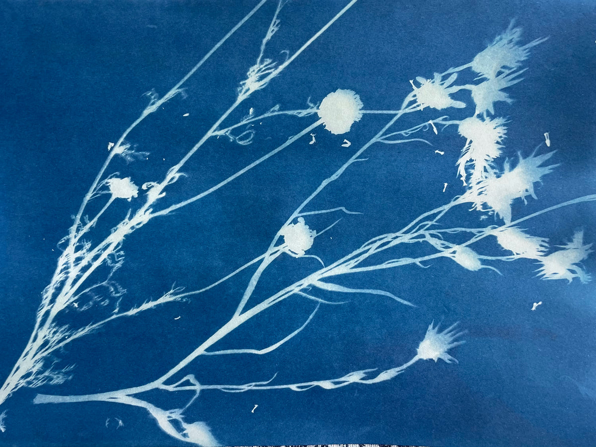 Cyanotype Print Making